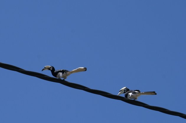 birds on a wire 