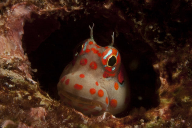 Blenny