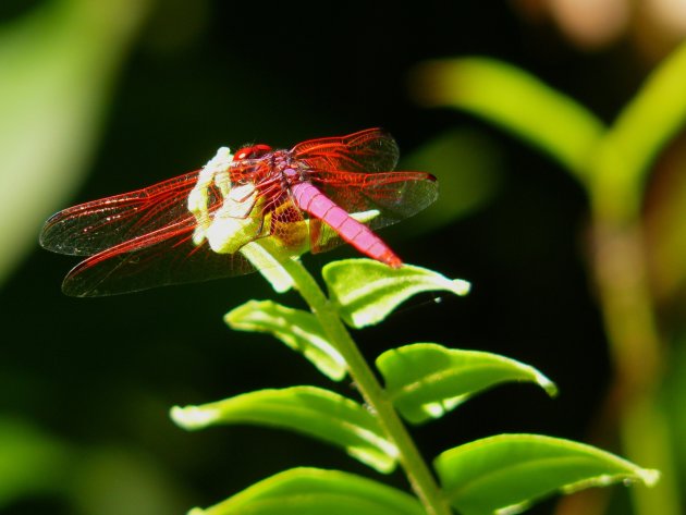 libelle op stengel