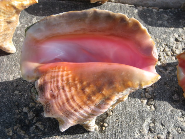 Conch