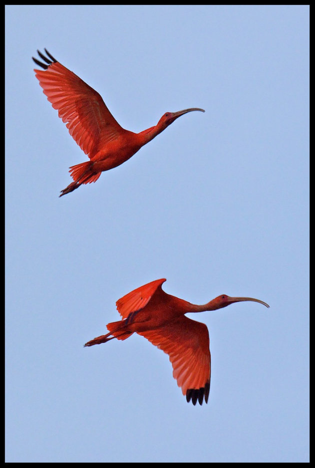 Ibis