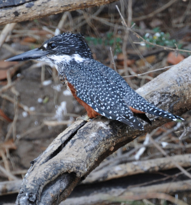 Giant Kingfisher (Reusevisvanger) in de Okavango Delta.