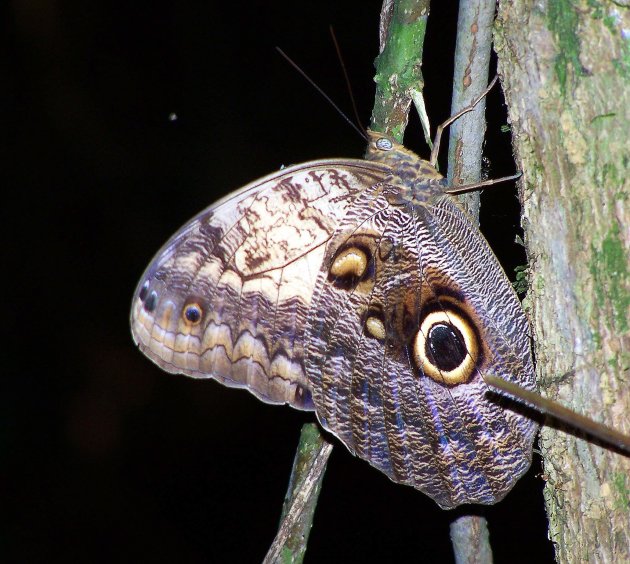 Morpho vlinder