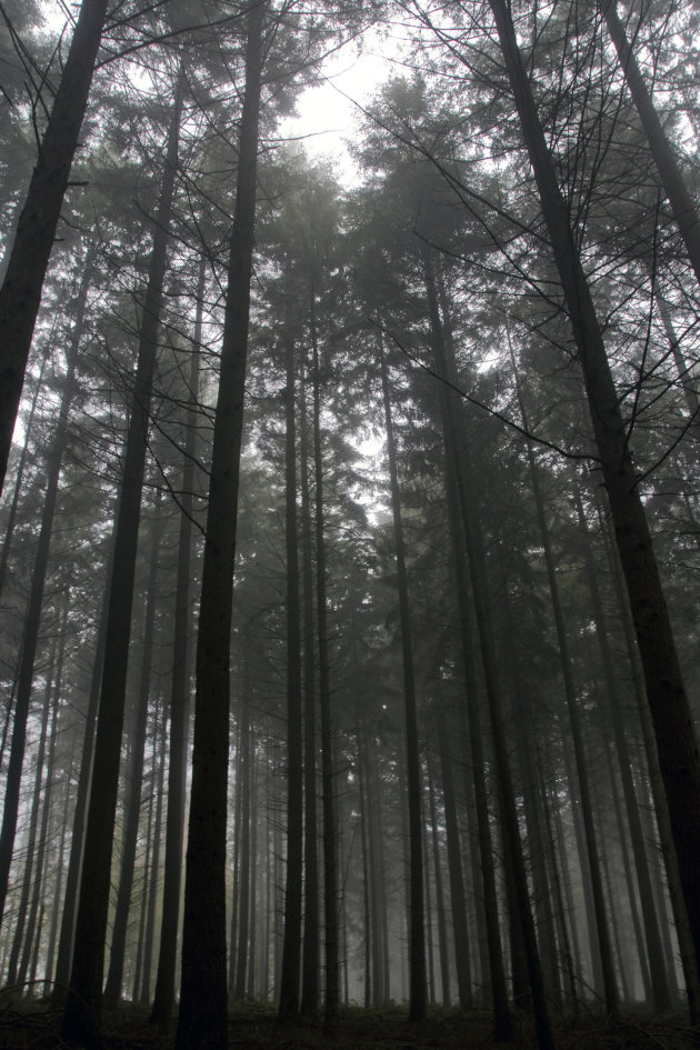 Mist in het bos