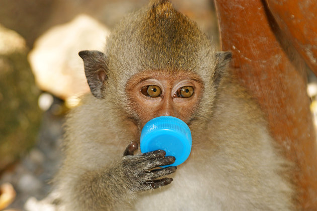 Thirsty  Monkey