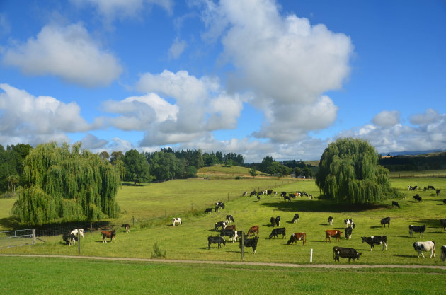 het beloofde land