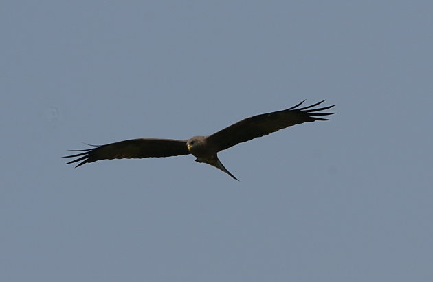 Black Kite