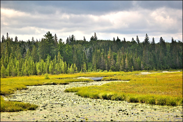 Algonquin Provincial Park - moeras