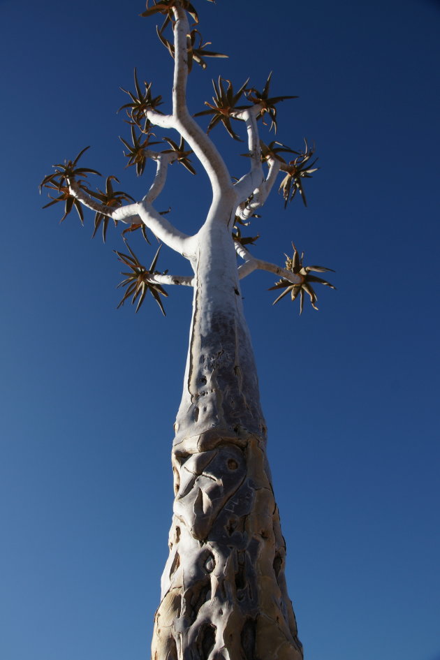 Quiver Tree