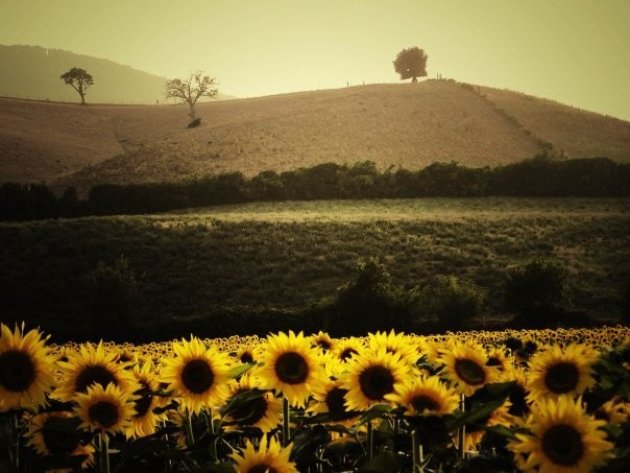 GIRASOLI