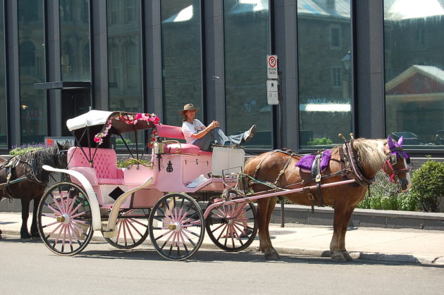 Koetsier en paard