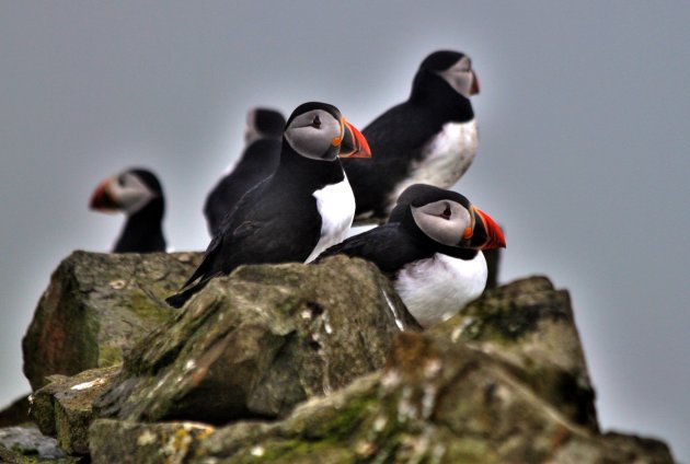 Puffin Mykines