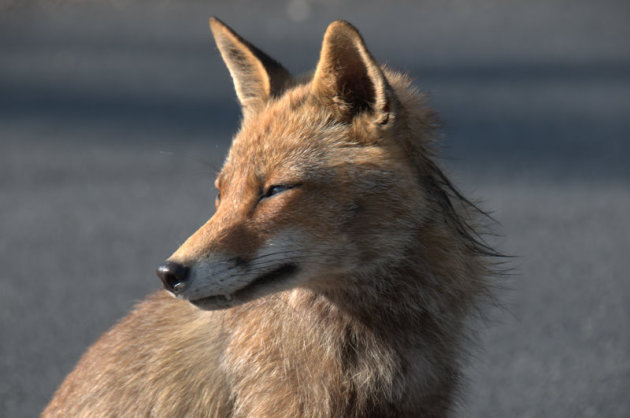 Vosjes gespot in de Maremma