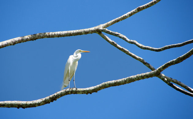 Zilverreiger schittert hoog aan de hemel