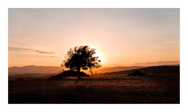 Sunset Tree