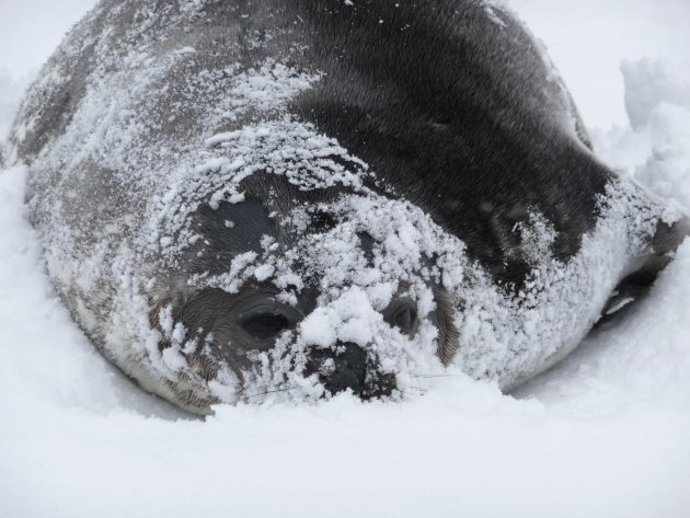 Zeehond