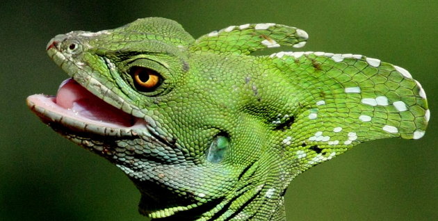 Jesus Christ lizard