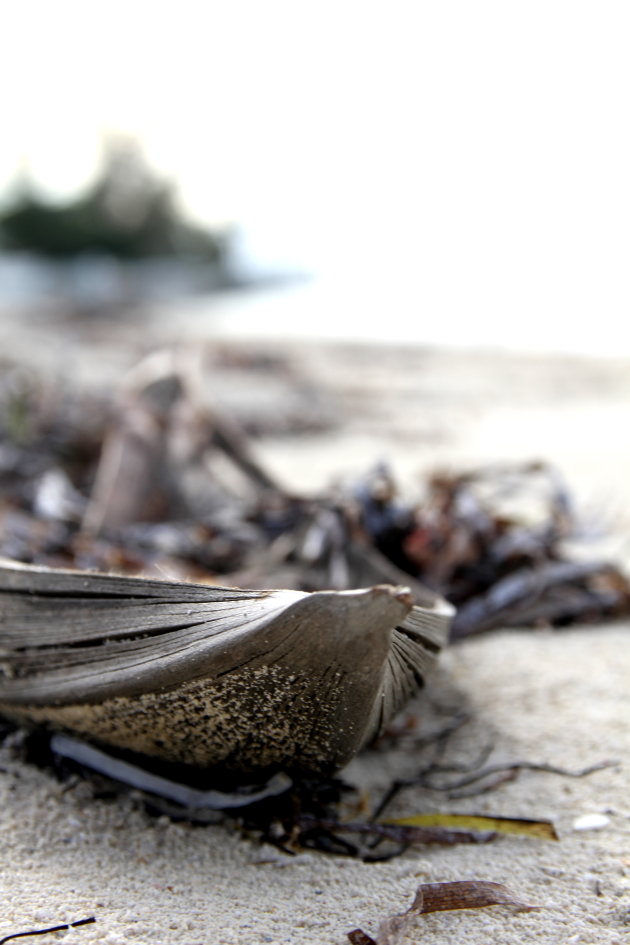 Palmblad op het strand op de bahama's 