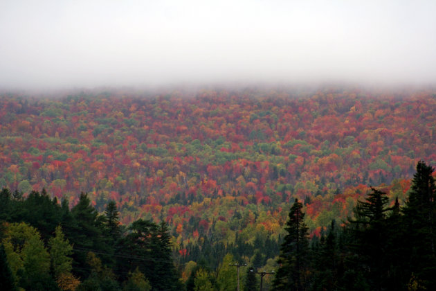 Foliage in /new England