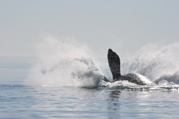 Walvis bommetje...