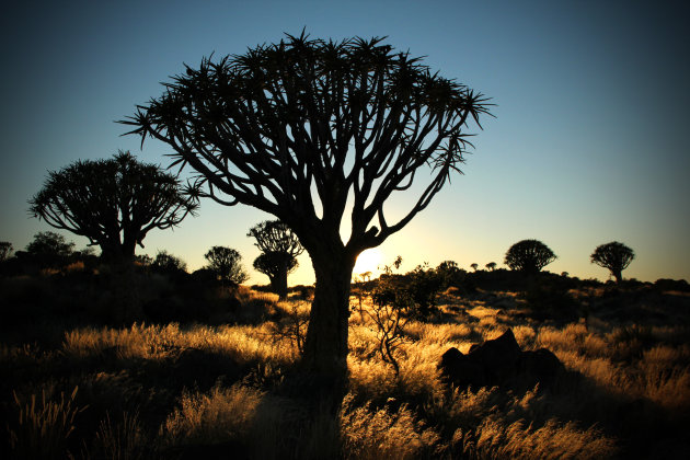 Kokerbomenwoud in Keetmanshoop