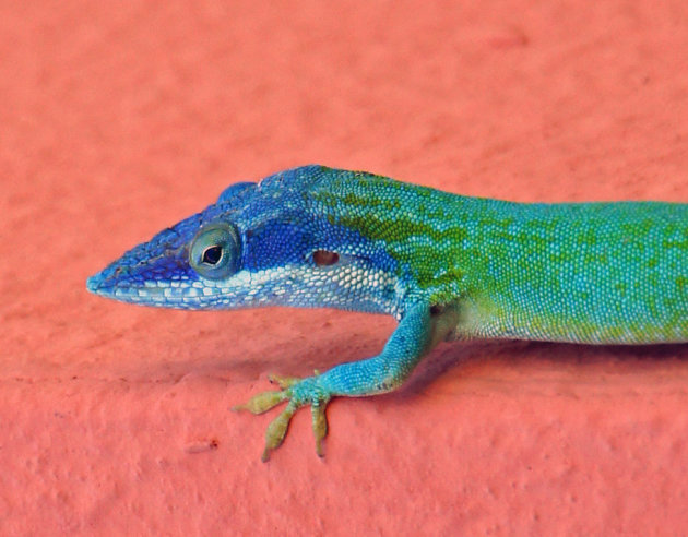 anolis hagedis