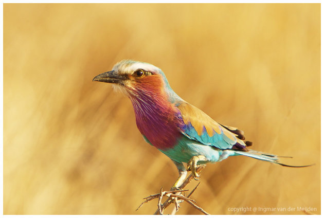 lilac breasted roller