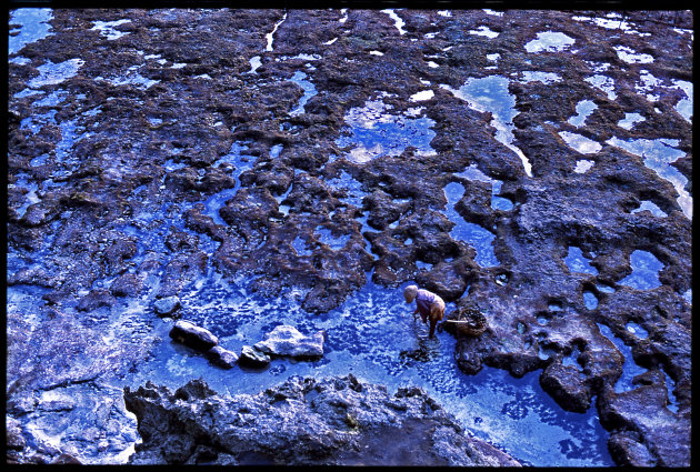 Fishing For Seaweed