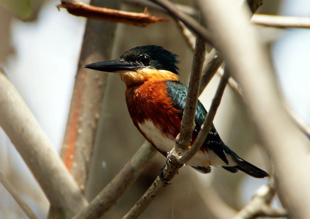 Kingfisher heeft het gered