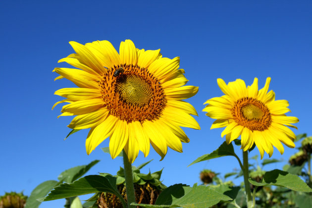 genieten van de zomer