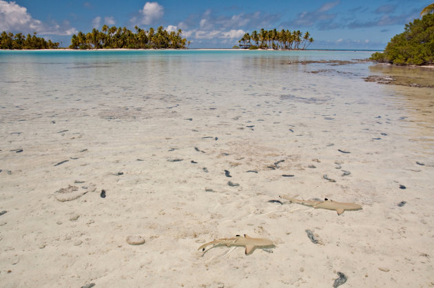 Baby haaitjes in Rangiroa