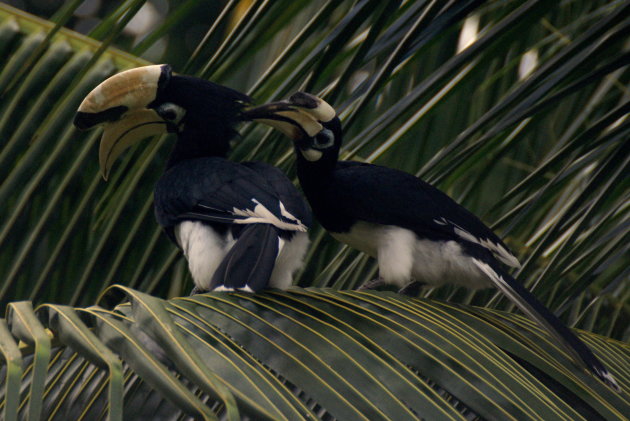 Hornbill's 