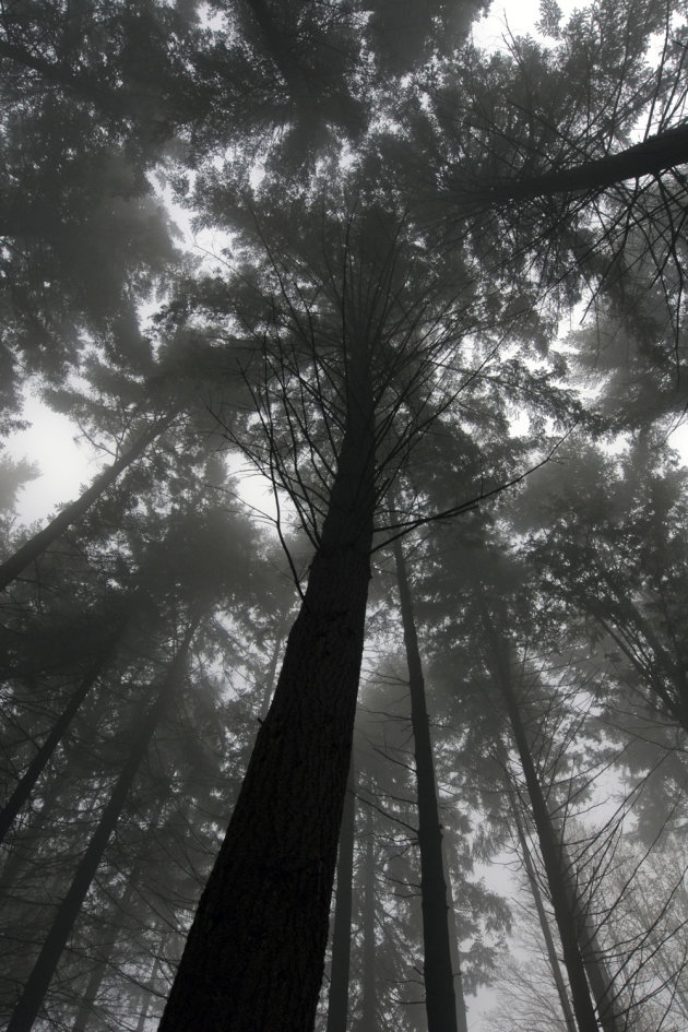 A misty forest