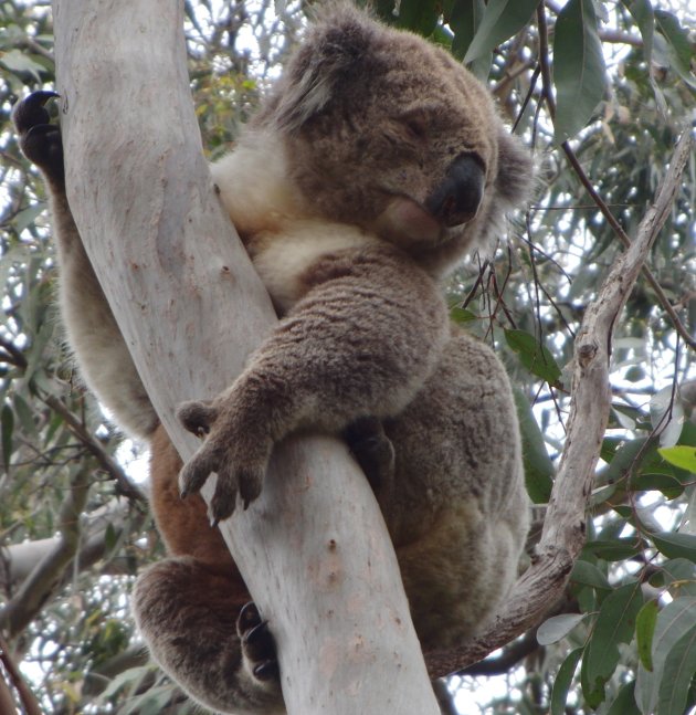 koala