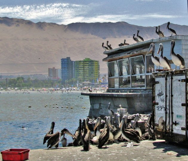 Iquique vissershaven