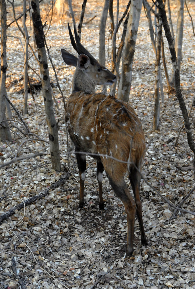 Bushbuck mannetje