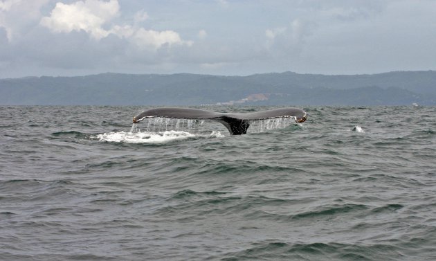 Walvis safari in baai van Samana