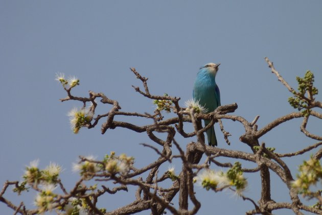 Mooi vogeltje in de Saloumdelta