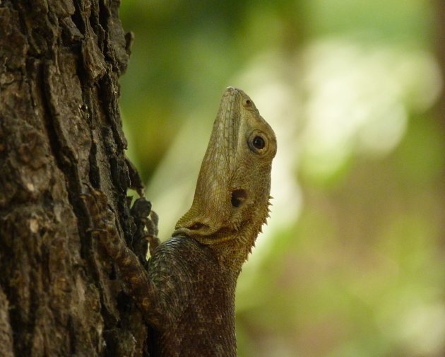 Gekko in Keur Saloum