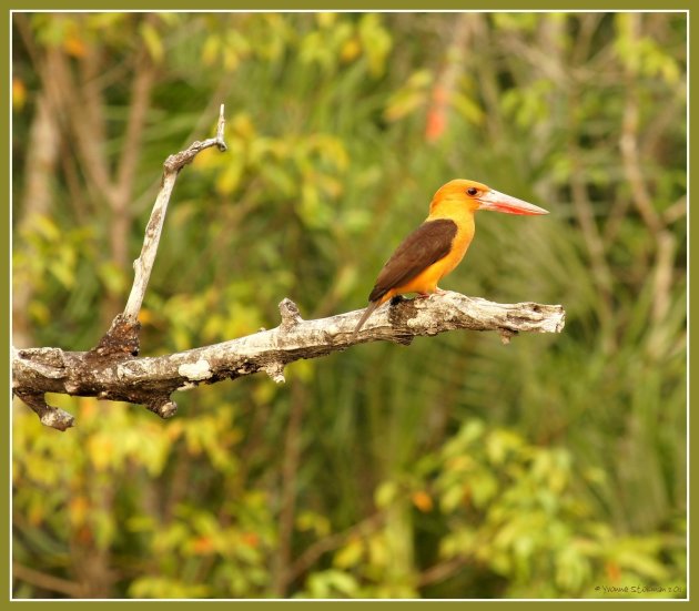 Kingfisher in het oranje