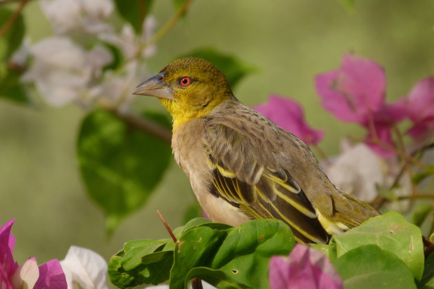 Vogeltje in de Bougainville