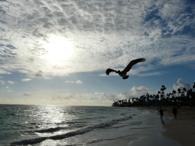 Pelikaan at Punta Cana Beach