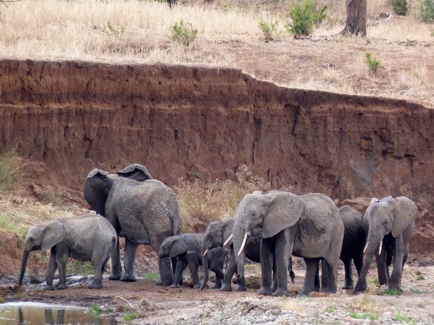 familie olifant