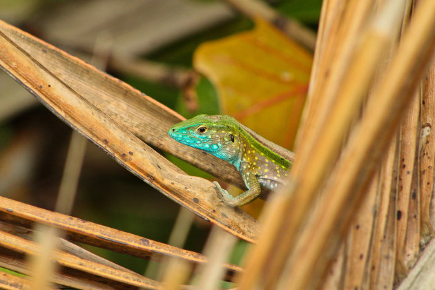 Rainbow Whiptail Lizzard