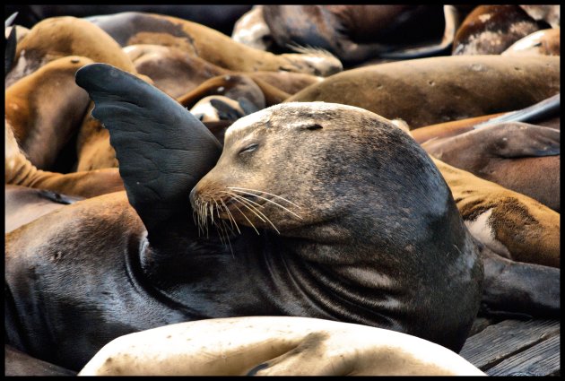 Pier 39