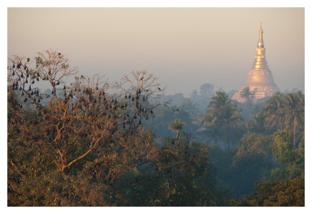 De pagoda, de zon en de vliegende honden