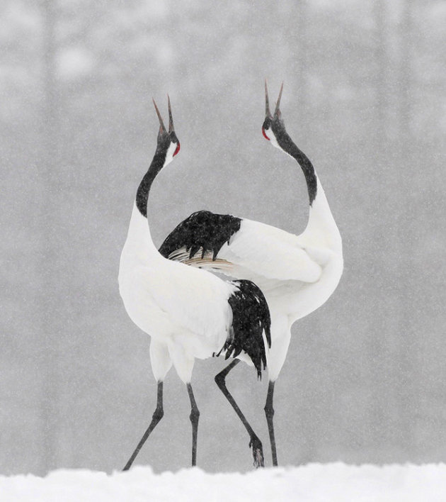 Snow Dance