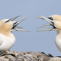 '358911' door Harry-Eggens