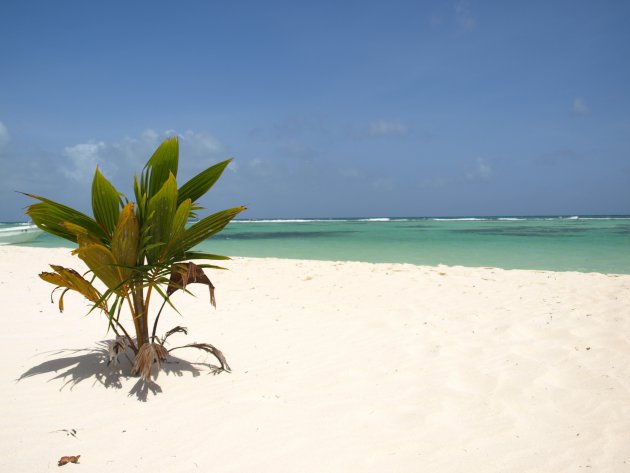 Strand van Saona Island