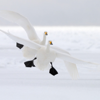 '359293' door Harry-Eggens